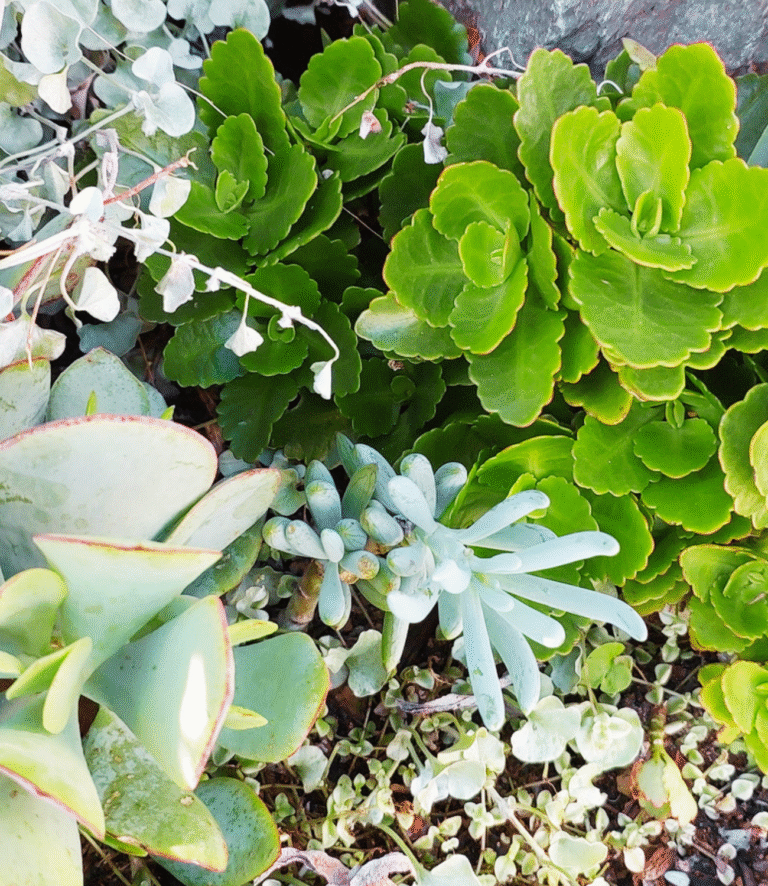 succulent garden blue chalk sticks logged in Home and Garden HQ