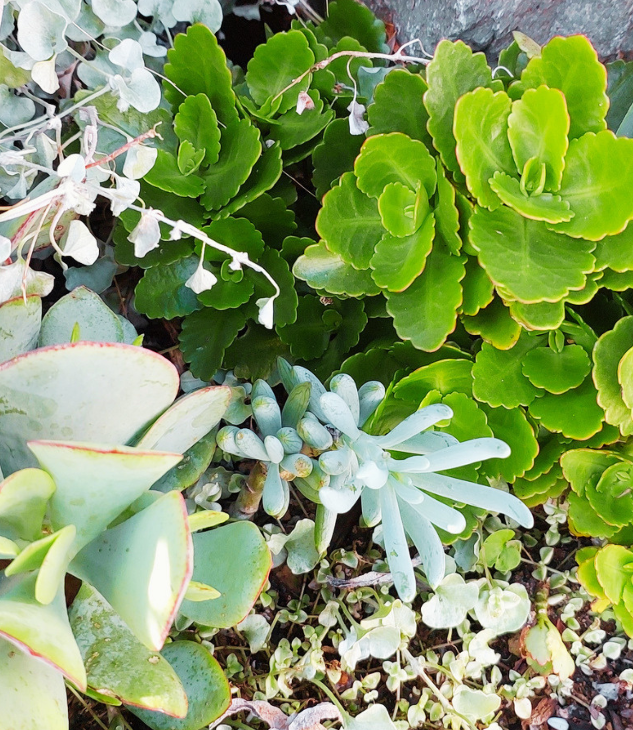 succulent garden blue chalk sticks logged in Home and Garden HQ